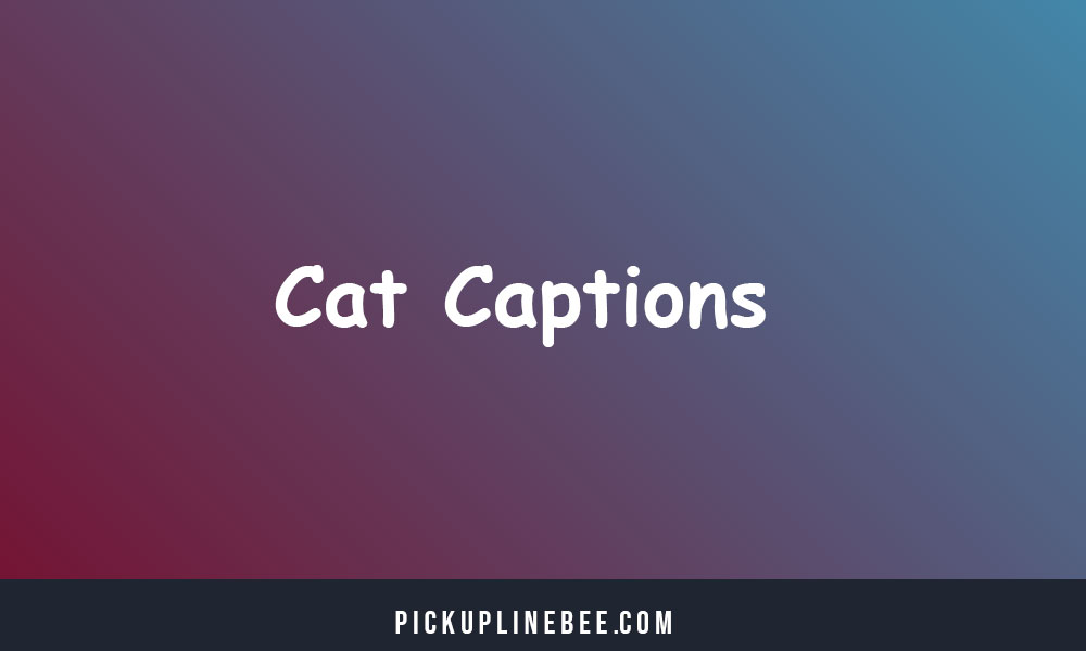 Cat Captions For Instagram And Quotes